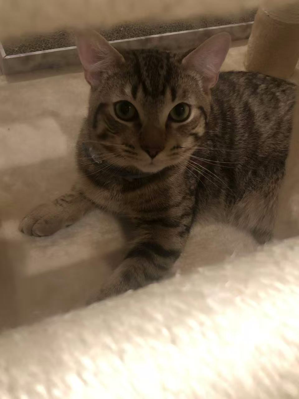 Lemon the cat